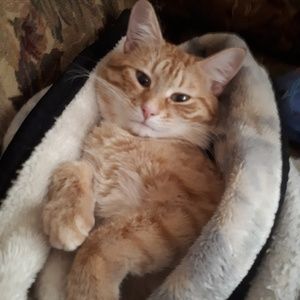 Meet your Posher, Kim